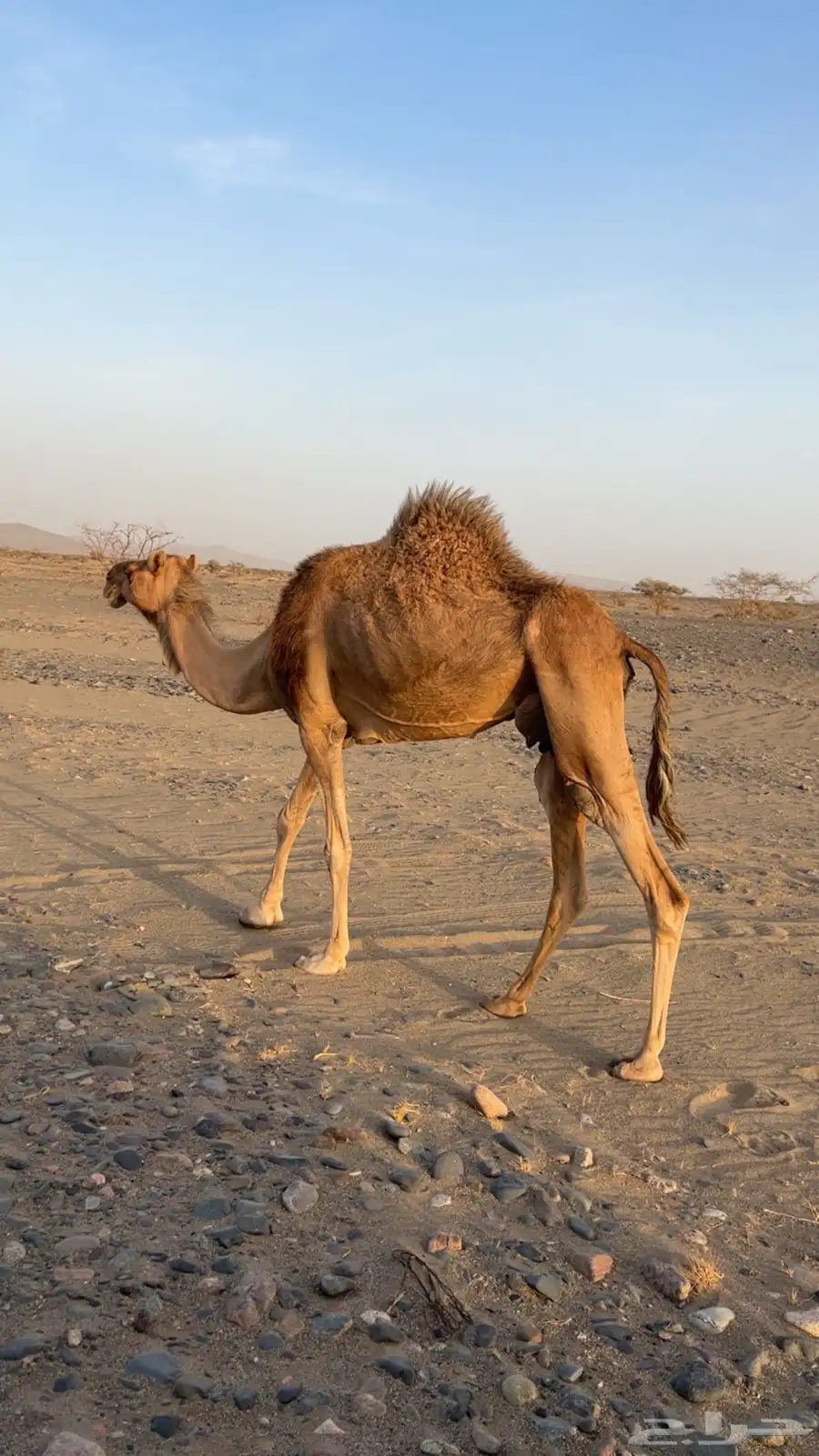 نياق 1