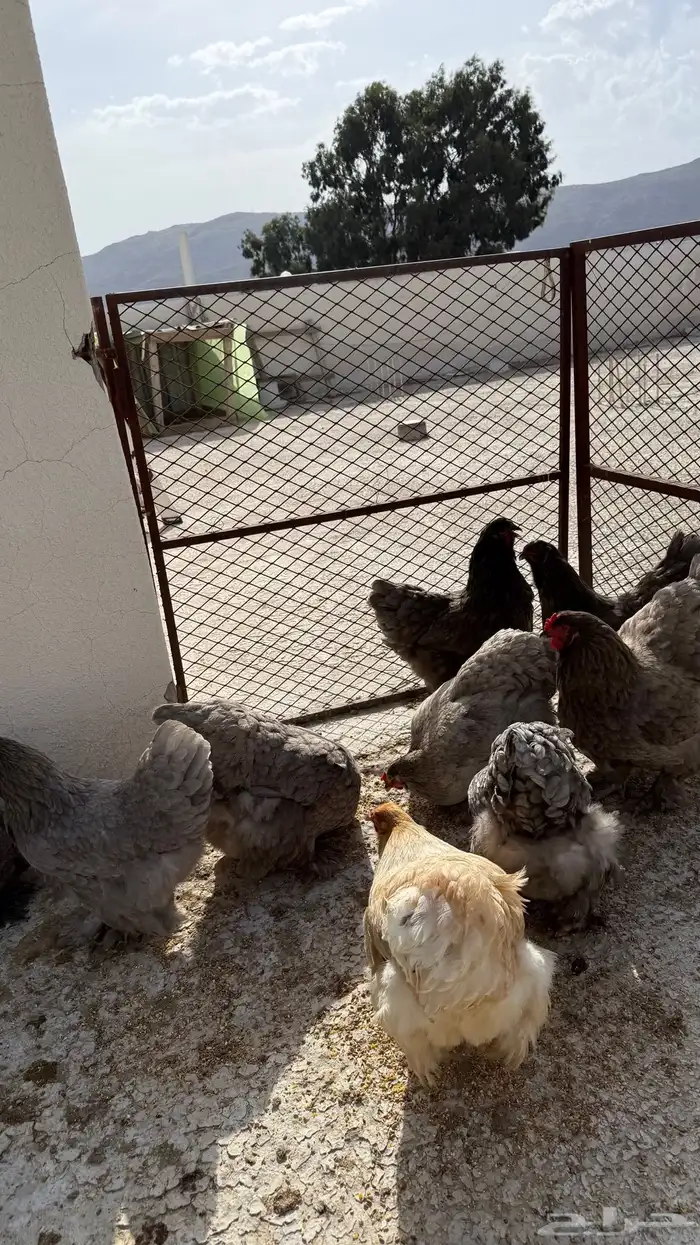 دجاج براهما اناثي فقط 12