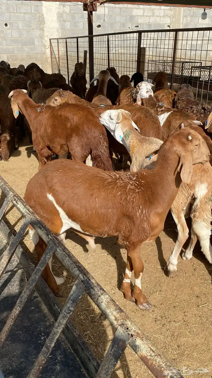 للبيع سواكن حري مرابي 6 شهور 6