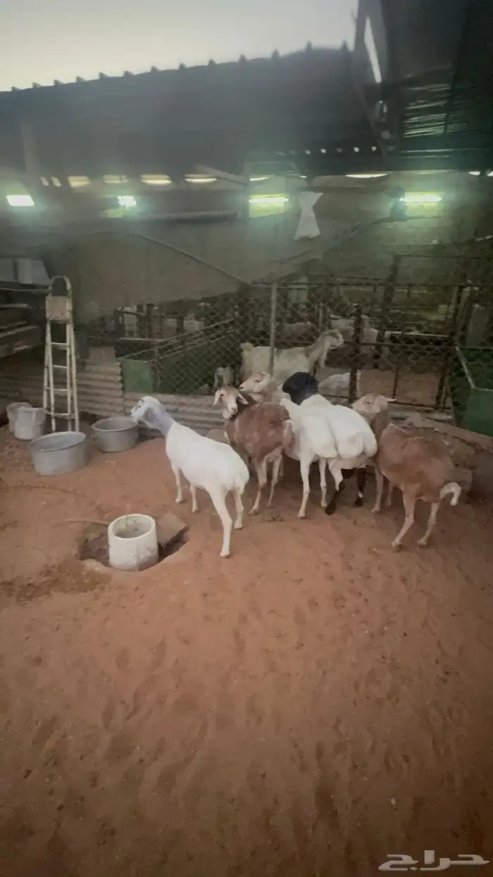 شياه برابر 3