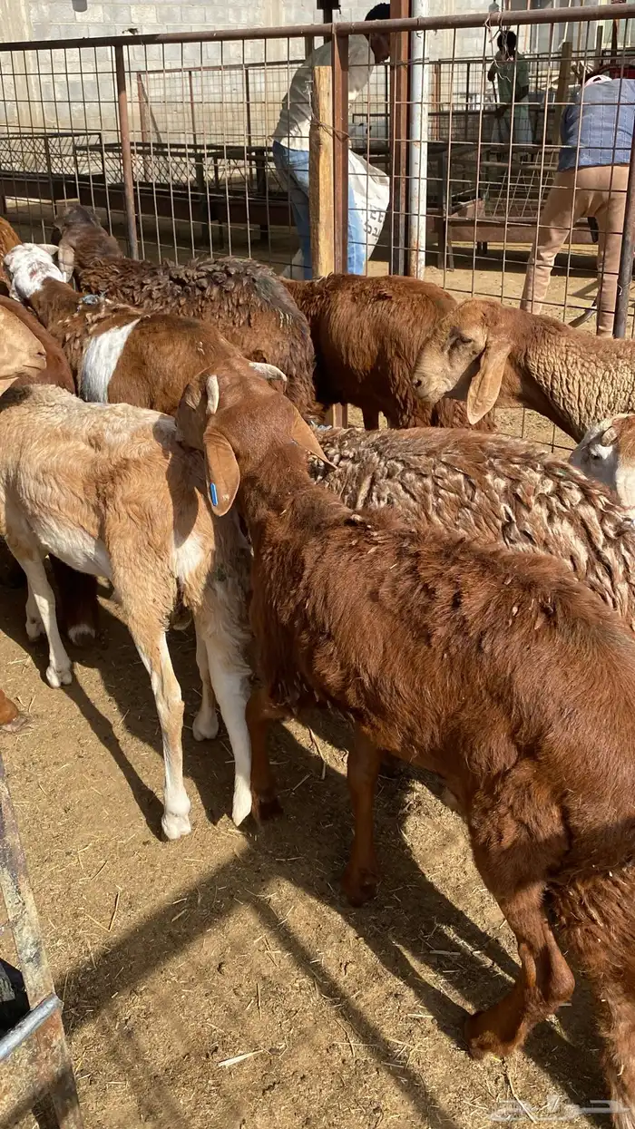 للبيع سواكن حري مرابي 6 شهور 7