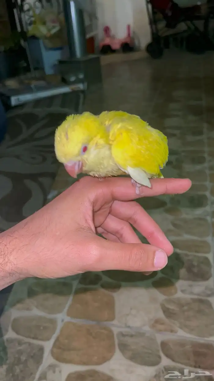 فرخ ببغاء كويكر الراهب لاتينو ( تم البيع ) 3