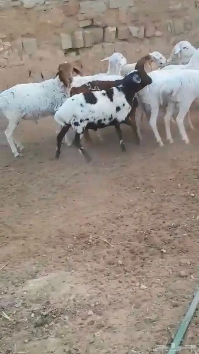 دوربر و برابر هجين بلدي بربري أضاحي 2