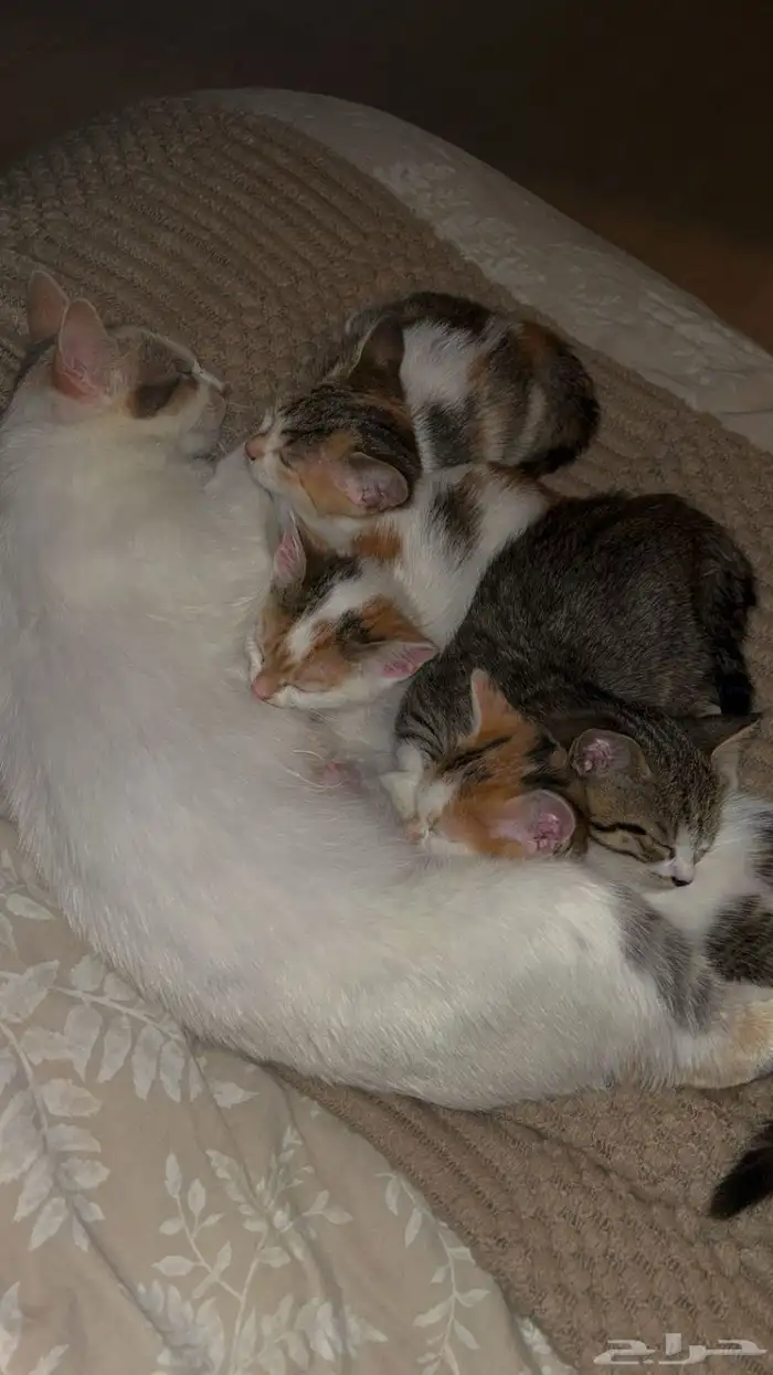قطط للتبني في الباحه 0
