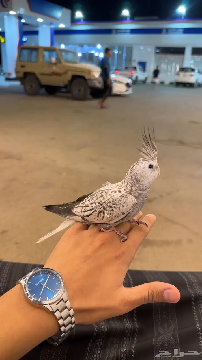 كروان هولندي لاتينو 0