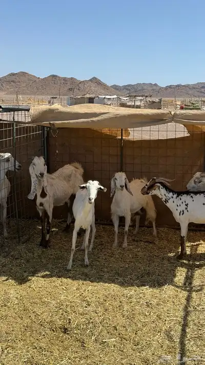 بيشيات حليب تم البيع بفضل الله تابع العضويه ليصلك كل جديد 7