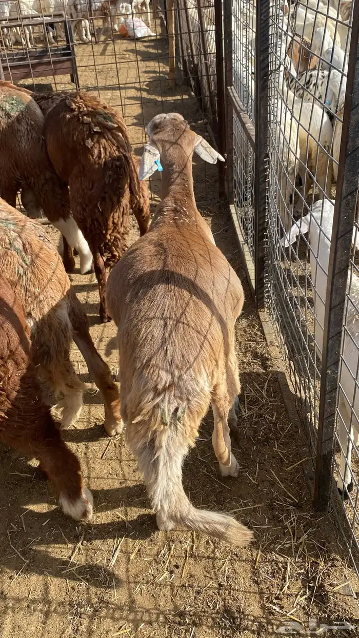 للبيع سواكن حري مرابي 6 شهور 8