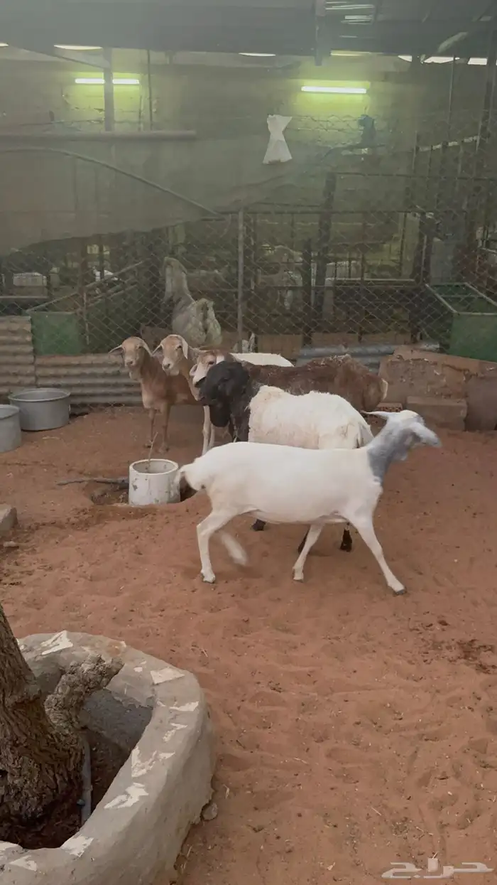 شياه برابر 5