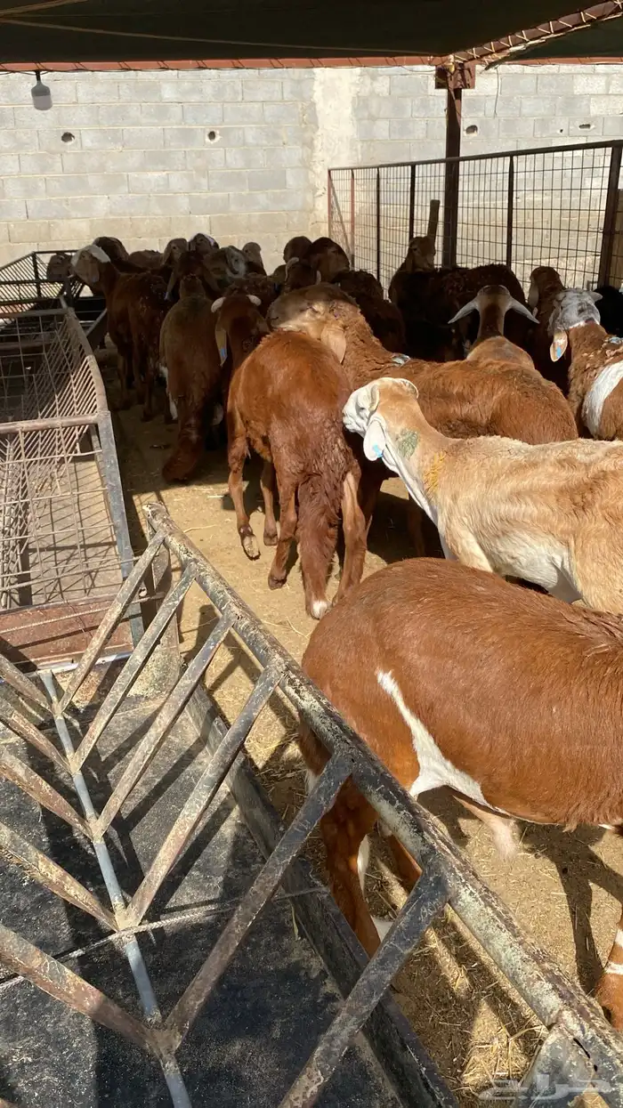 للبيع سواكن حري مرابي 6 شهور 0