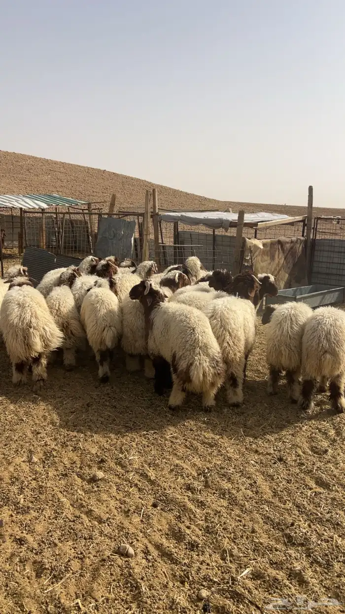 بدا الحجز الاضاحي النعيم 4