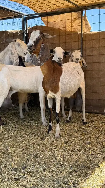 بيشيات حليب تم البيع بفضل الله تابع العضويه ليصلك كل جديد 4