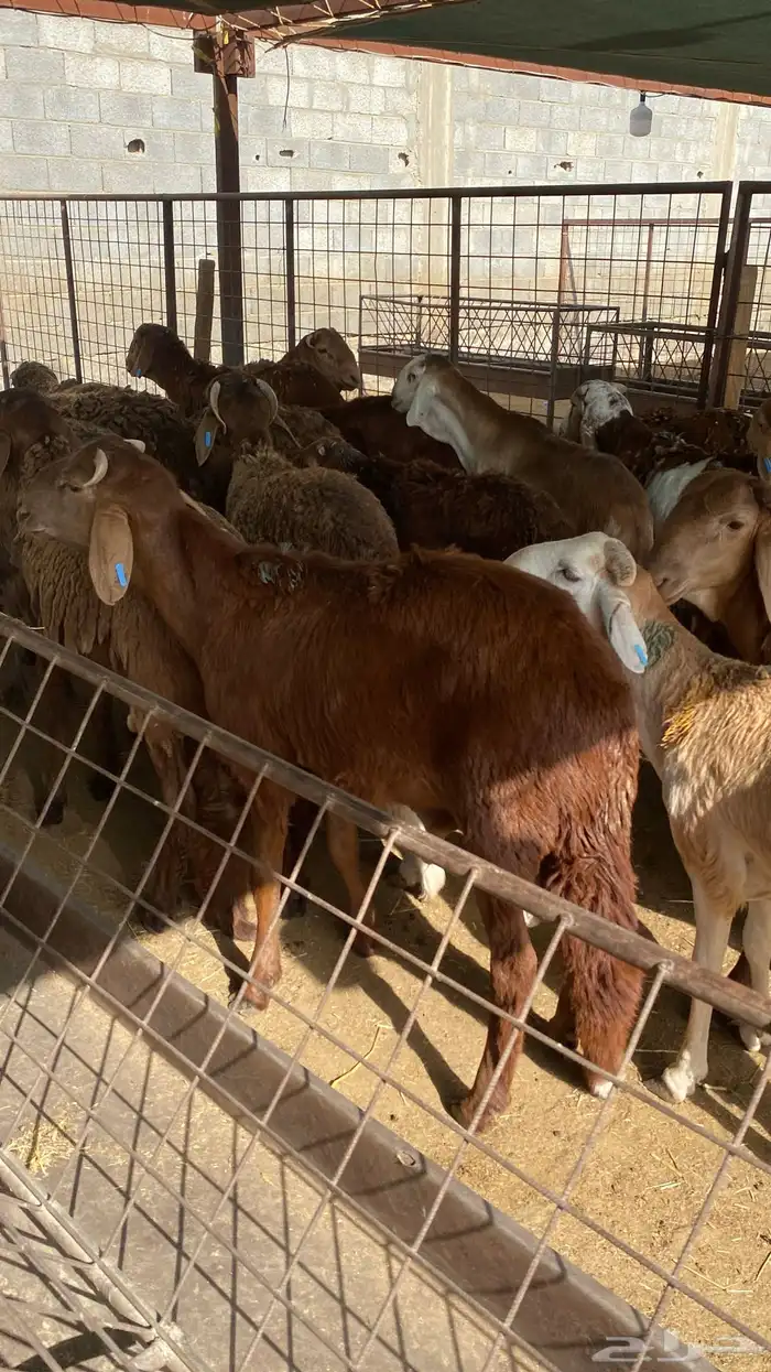 للبيع سواكن حري مرابي 6 شهور 2