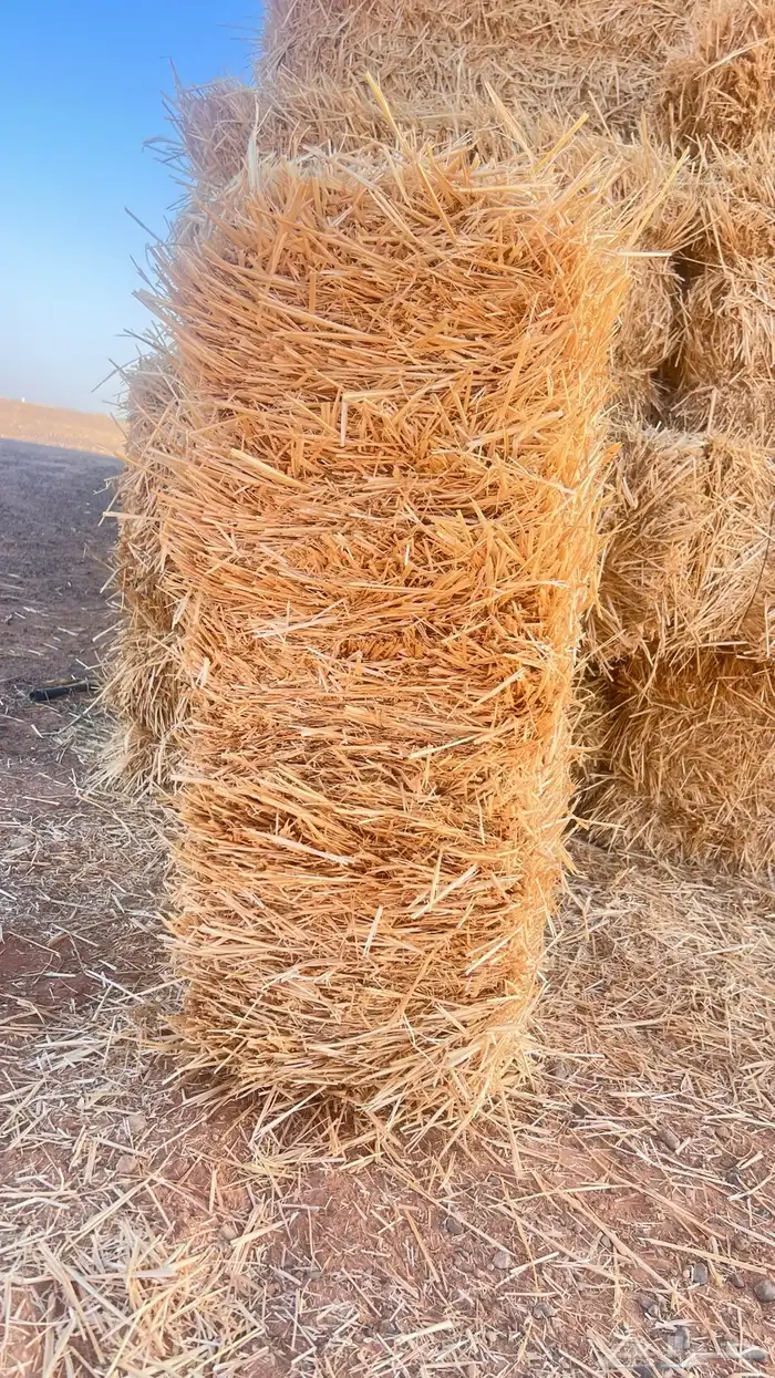 اعلاف بسيطاء  تبن قمح 1