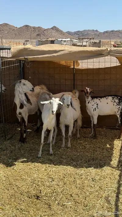 بيشيات حليب تم البيع بفضل الله تابع العضويه ليصلك كل جديد 0