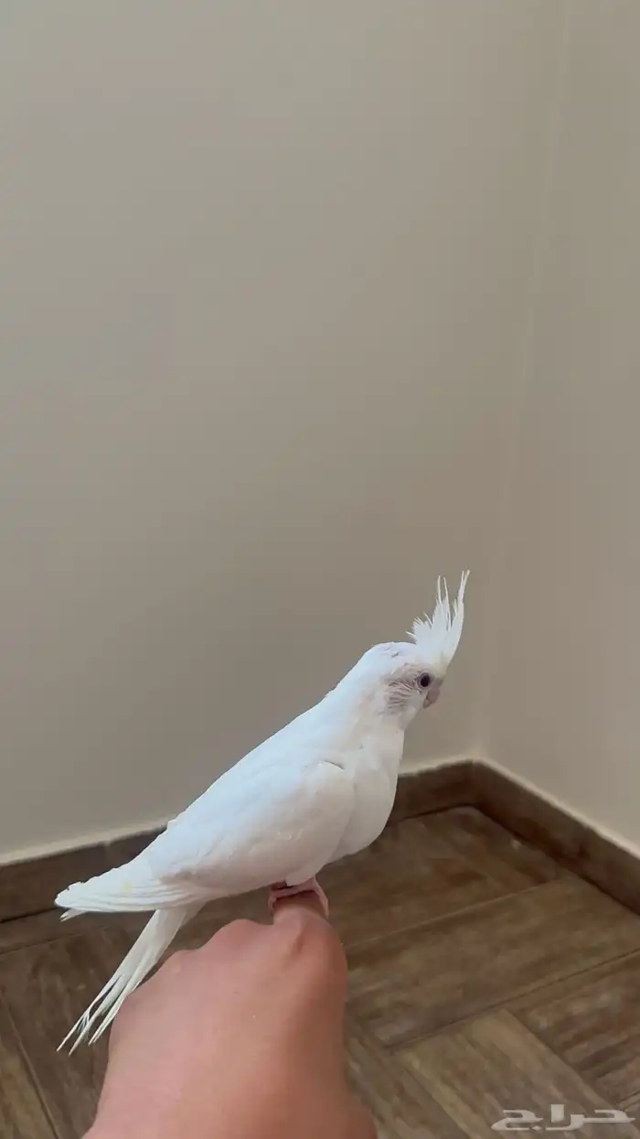 تم البيع الله يبارك لراعيه 0
