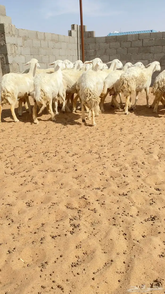 غنم حريات حرش خصم 21 يتبعها 5 ودفيع( تم البيع ) 12
