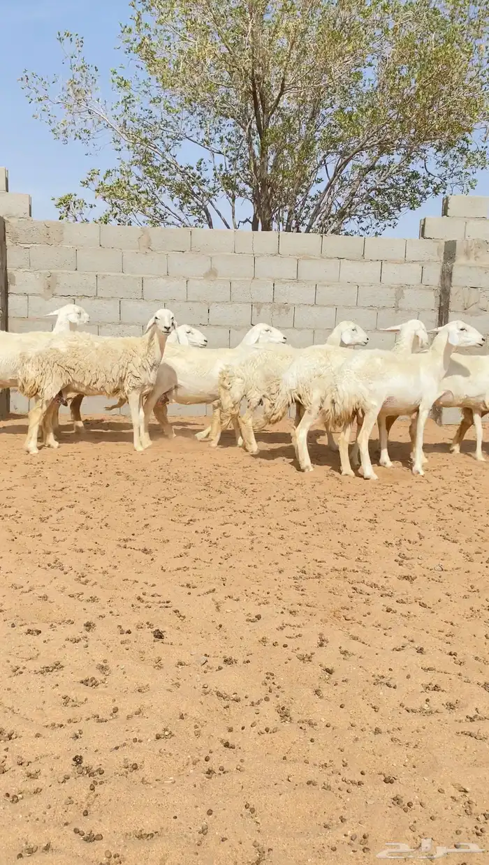 غنم حريات حرش خصم 21 يتبعها 5 ودفيع( تم البيع ) 9