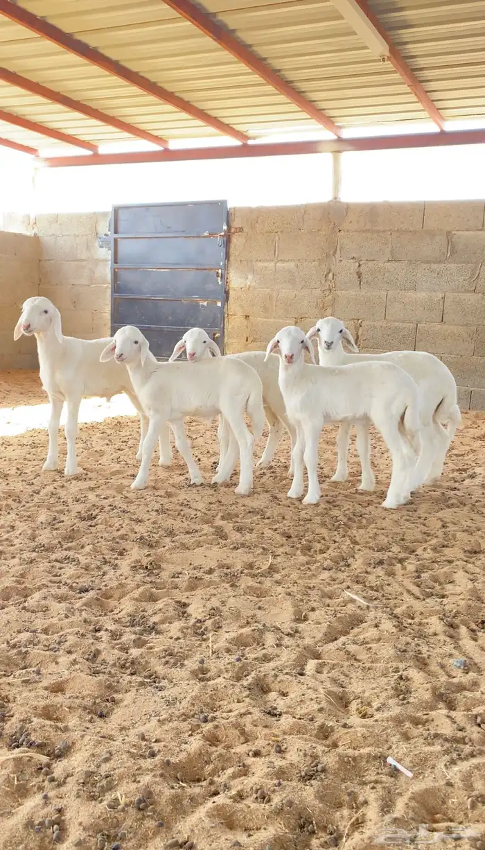 غنم حريات حرش خصم 21 يتبعها 5 ودفيع( تم البيع ) 4