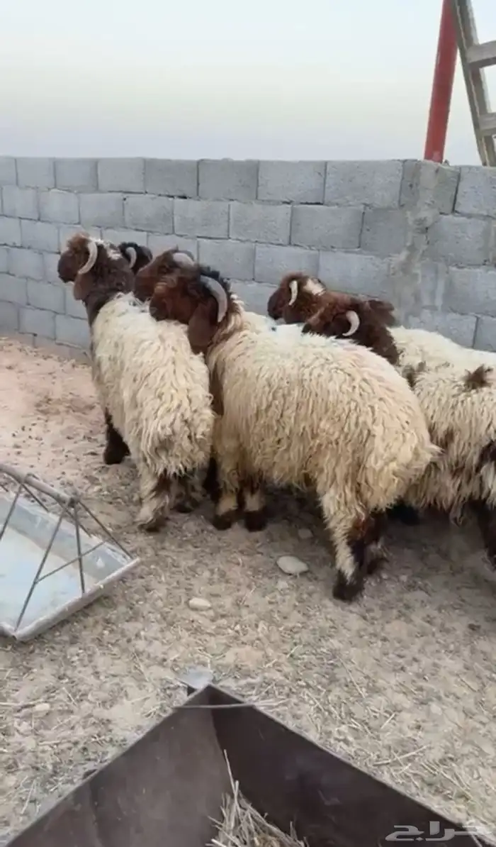 نعيم ضحيا طيبه بلديه شرط 0