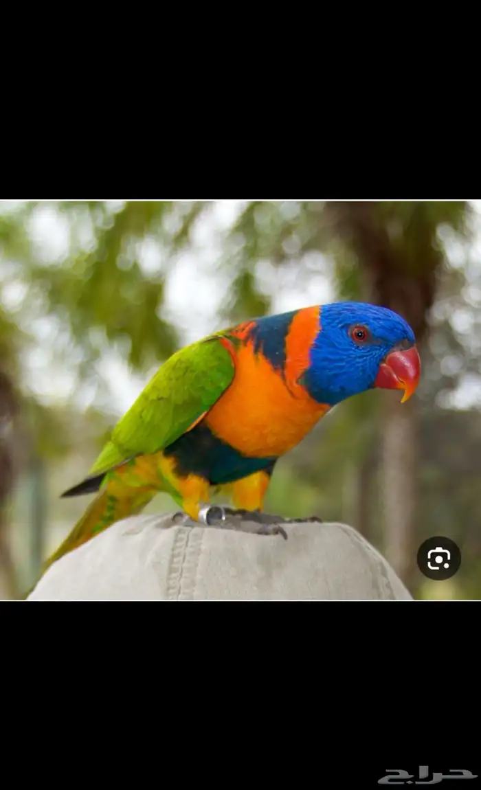 محمية اللوري 0