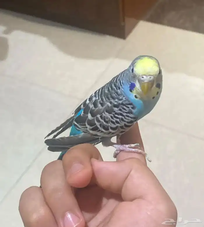 طيور بادجي نص اليفه 1