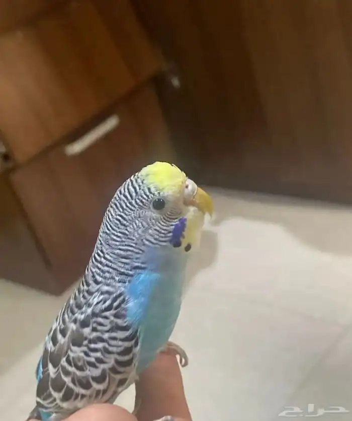 طيور بادجي نص اليفه 0