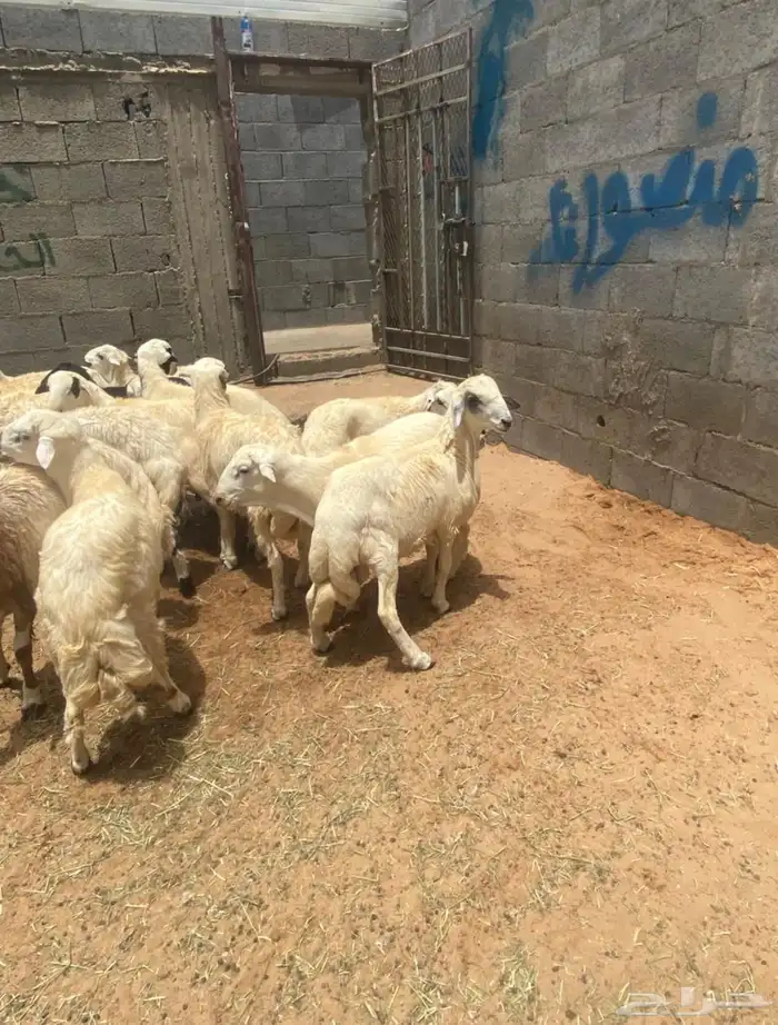 ضحايا العيد كفو جدا 2
