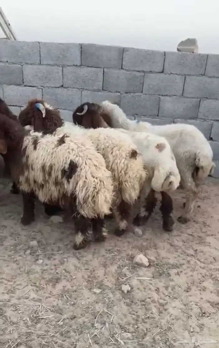 نعيم ضحيا طيبه بلديه شرط 1