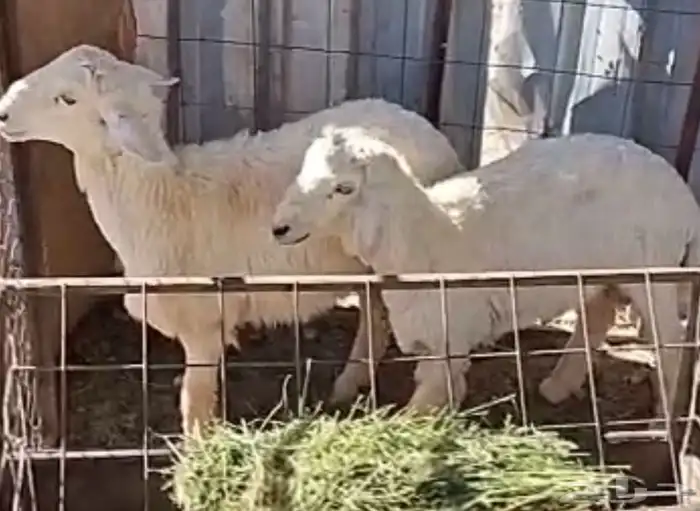 طليان ضحايا 0