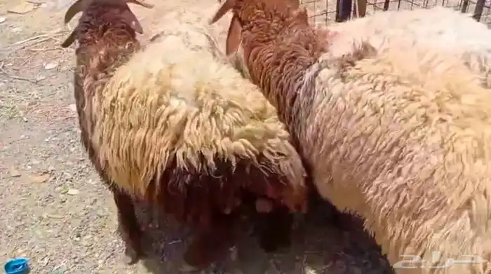 للبيع طليان نعيم 1