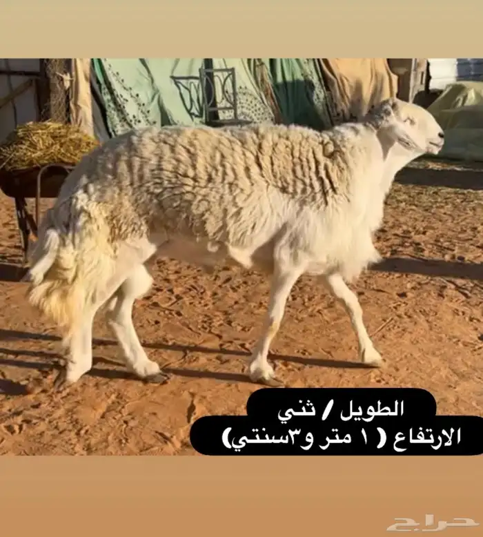 مشروع فحل حري صنف الصنف ( تم البيع) 5