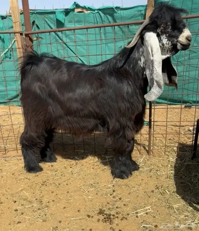 لبيع 0