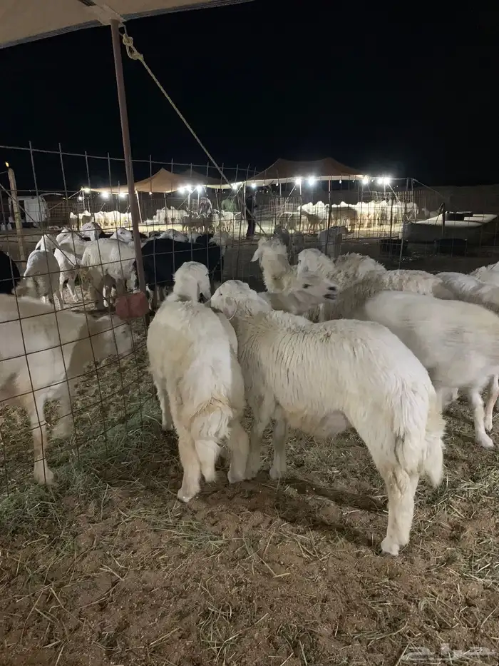 ذبايح 28