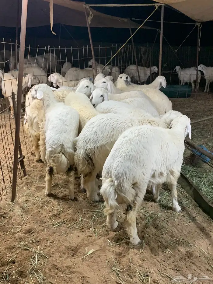 ذبايح 9