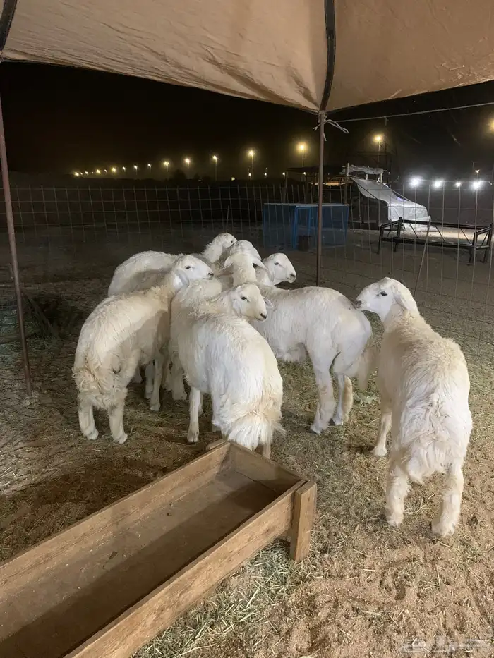 ذبايح 2