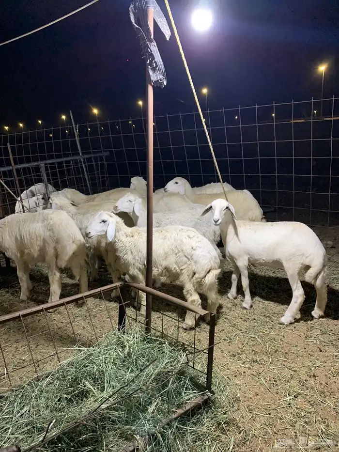 ذبايح 26