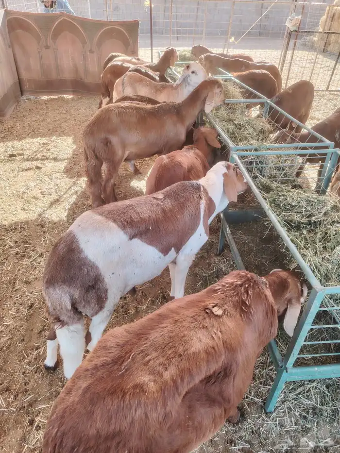بربري تيوس سواكن نعيمي 4