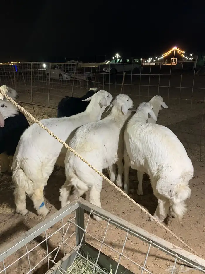 ذبايح 20