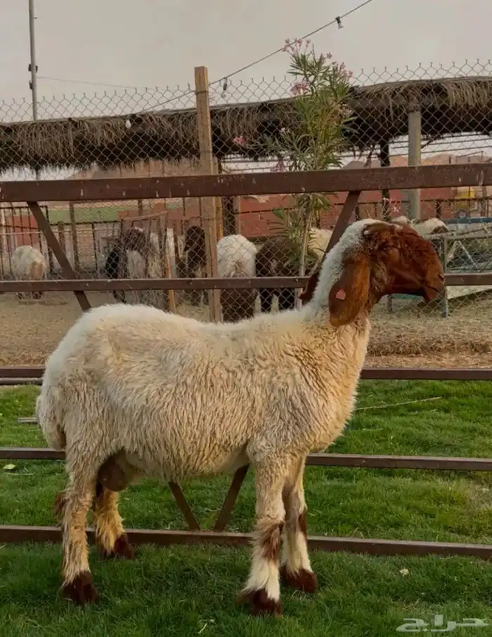 توصيل اضاحي الرياض الخرج 0