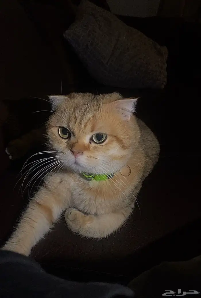 سكوتش دبل فولد ذكر 2