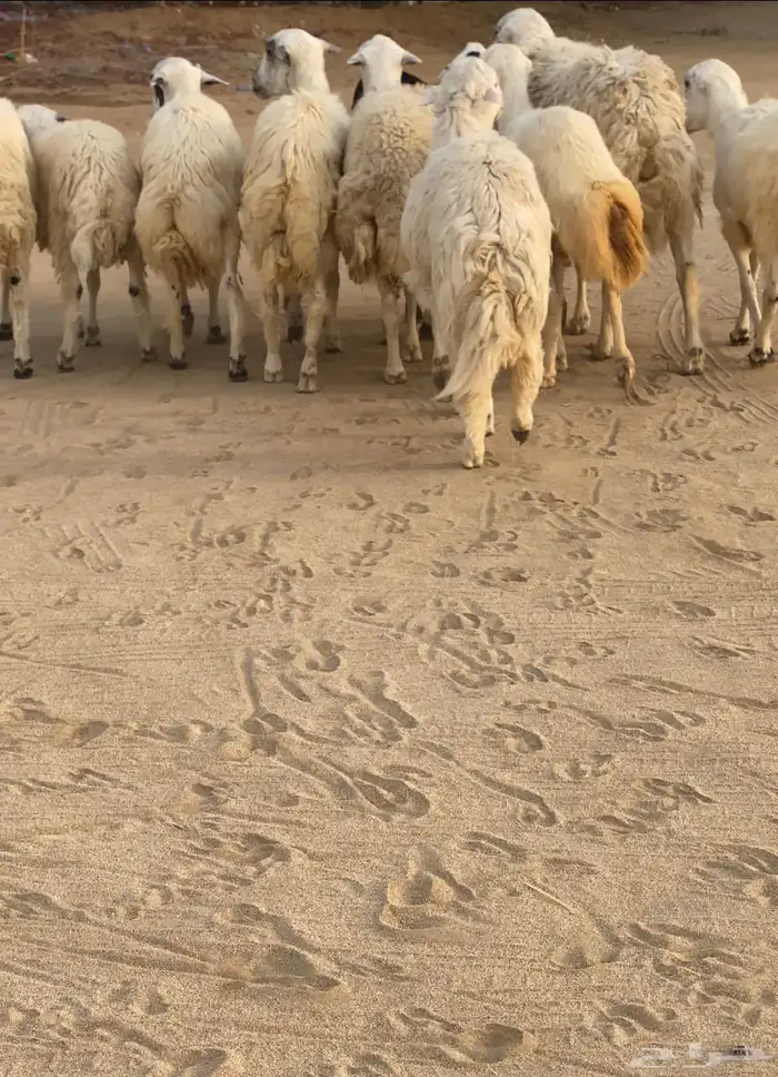 فران للبيع مخاصي 0