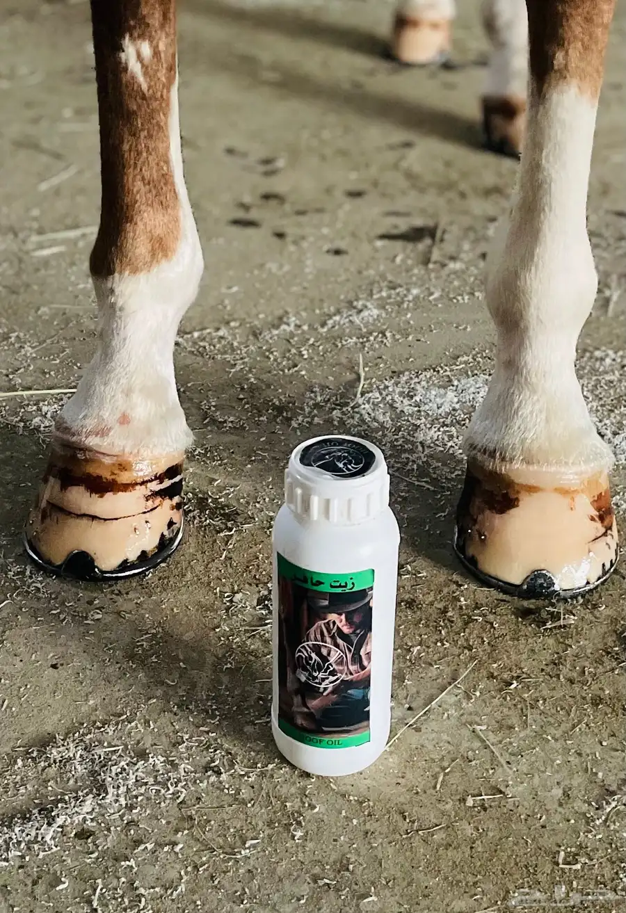 مستلزمات تحذية خيل 11