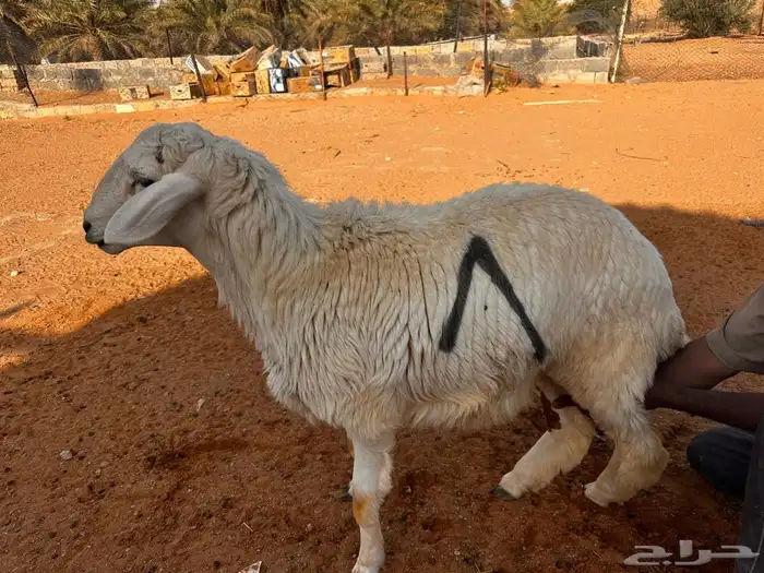 حريات ناهيه 3