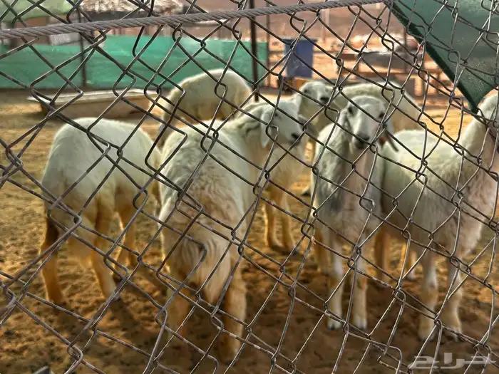 حريات ناهيه 6
