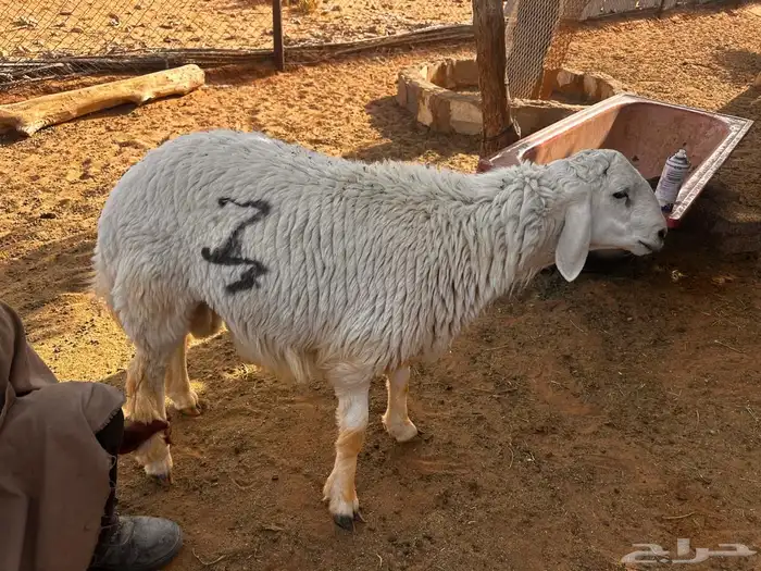 حريات ناهيه 2