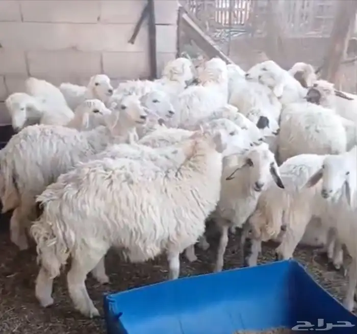 اضاحي حريات للبيع جملة او تفريد 1