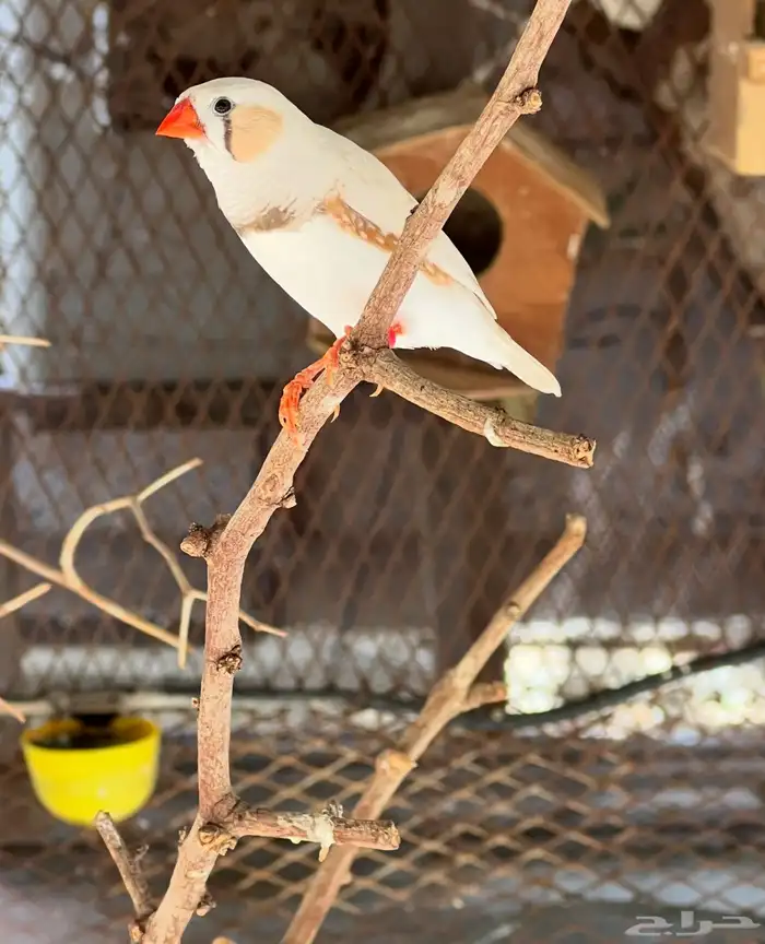 طيور زينة. 0