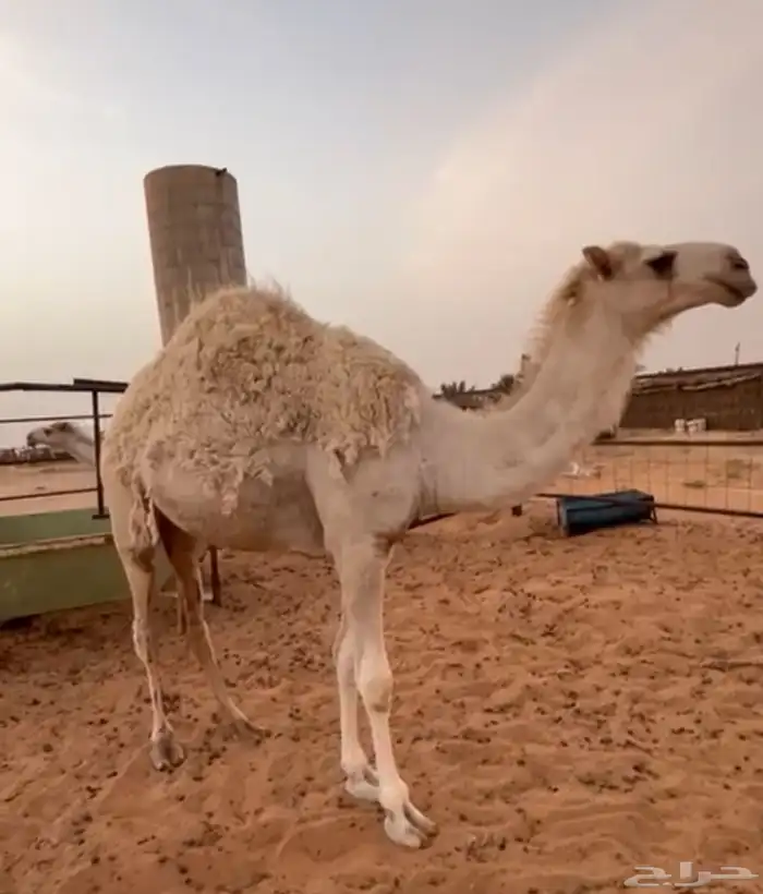 قعود اوضح مفرود سنه وخمس شهور طيب 0