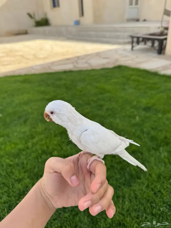 ببغاء كويكر اليف متكلم وهدد داخلي وخارجي تم البيع 2
