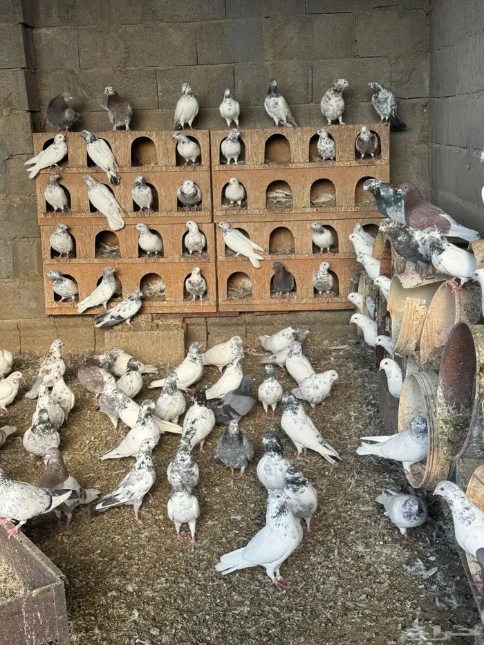 حمام للبيع العدد 100 1